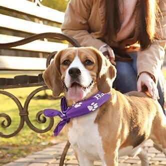 beagle dog wearing a bandanna