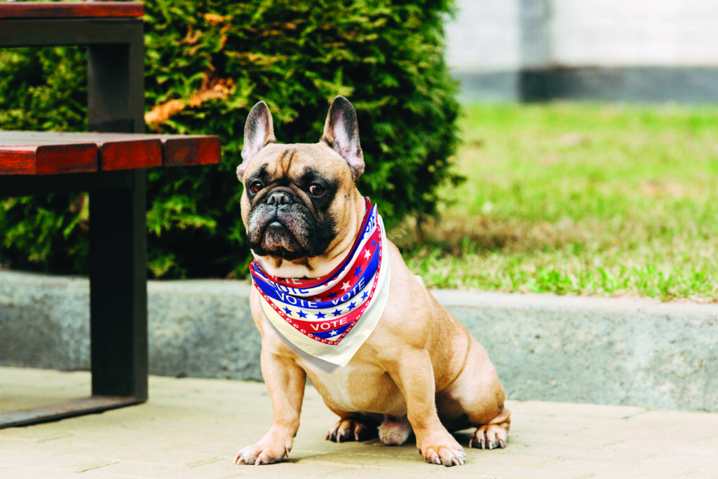 Bulldog wearing bandana bandanna