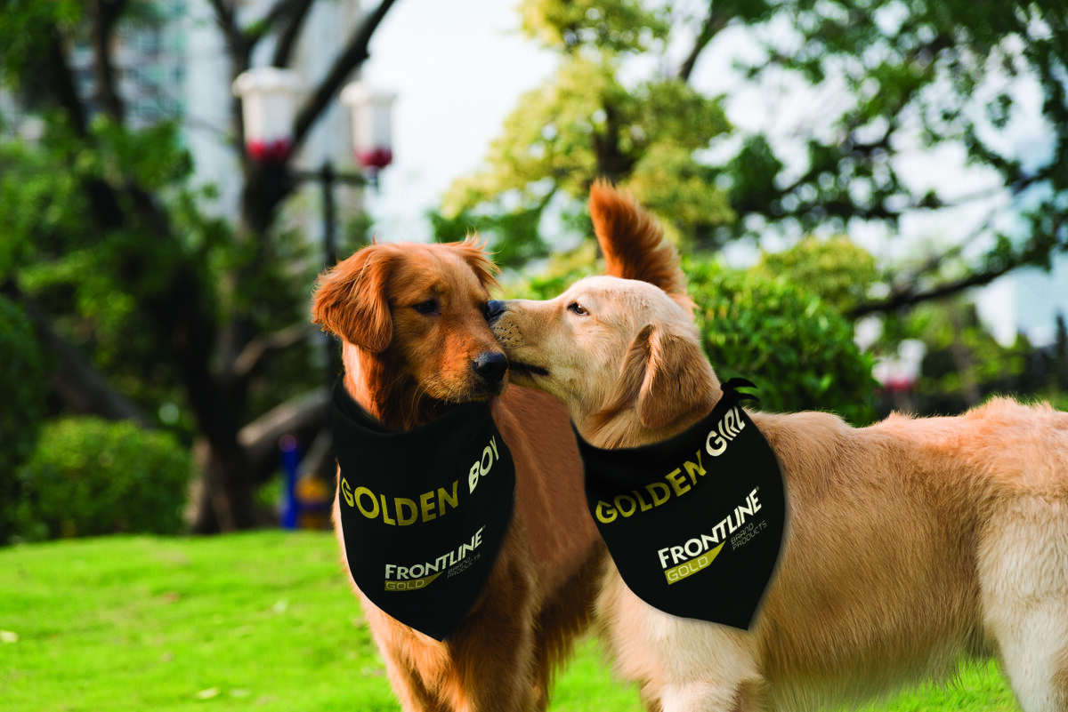 two dogs wearing frontline bandannas bandana promotional products